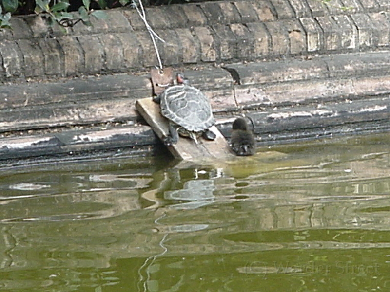 Turtle And Baby Bird In Sevilla.jpg